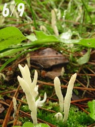 08_0622_kinoko6.jpg