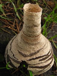 08_0624_hatinosu2.jpg