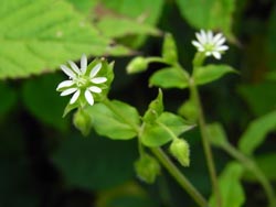 08_0627_usihakobe1.jpg