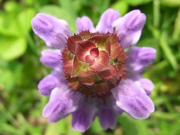 08_0702_utubogusa05.jpg