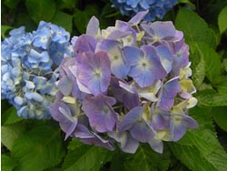 08_0704_ajisai03.jpg