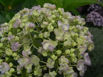 08_0704_ajisai07.jpg