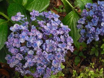 08_0704_ajisai08.jpg
