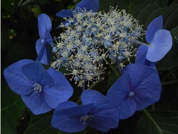 08_0704_ajisai09.jpg