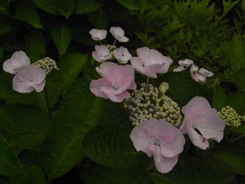 08_0704_ajisai10.jpg