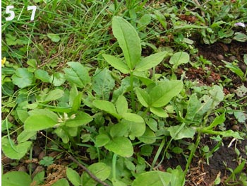 08_0706_karasu_b2.jpg