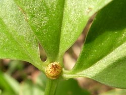 08_0706_karasu_b3.jpg