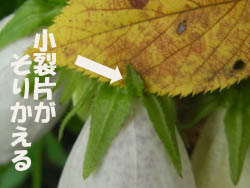 08_0707_hotaru_b3.jpg