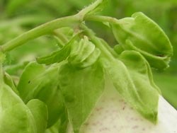 08_0707_y_hotaru_b4.jpg
