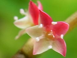 08_0710_mizuhiki4.jpg