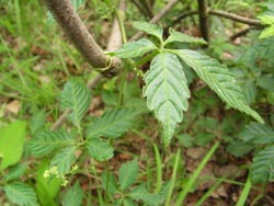 08_0711_amacha_d1.jpg