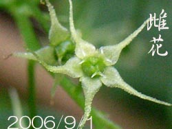 08_0711_amacha_d5.jpg