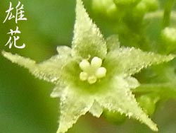 08_0711_amacha_d6.jpg