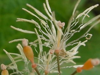 08_0712_takenigusa4.jpg