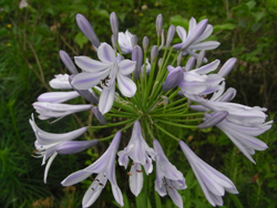 08_0713_agapanthus1.jpg