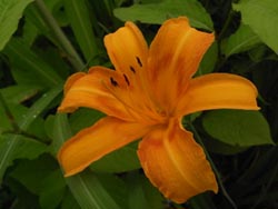 08_0714_nokanzo.jpg