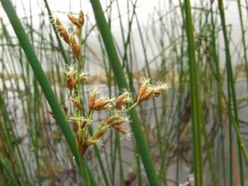 08_0715_sankakui4.jpg