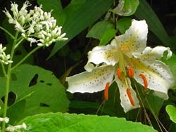 08_0718_yamayuri01.jpg