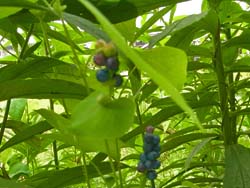 08_0719_isimikawa1.jpg