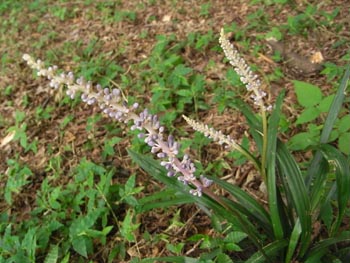 08_0724_yaburan.jpg