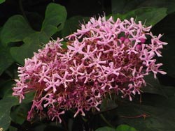 08_0725_botankusagi3.jpg