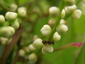 08_0726_yamanoimo3.jpg