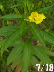 08_0727_mematuyo1.jpg