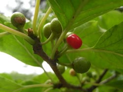 08_0729_aohada.jpg