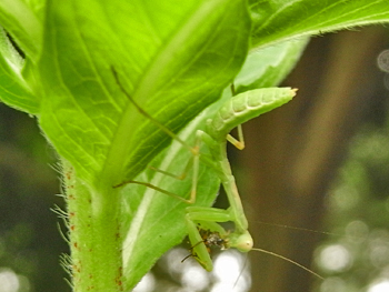 08_0730_kamakiri2.jpg