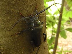 08_0730_nokogiri_k1.jpg