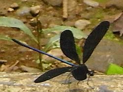 08_0731_hagurotonbo2.jpg