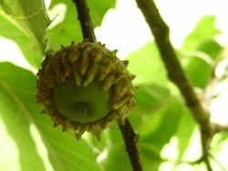 08_0801_kunugi2.jpg
