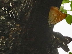08_0805_gomadara_c09.jpg