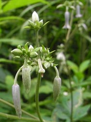 08_0818_kusabotan2.jpg