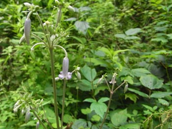 08_0818_kusabotan3.jpg