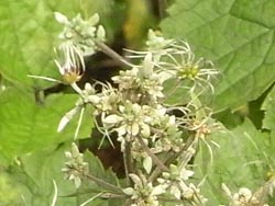08_0818_kusabotan4_a.jpg