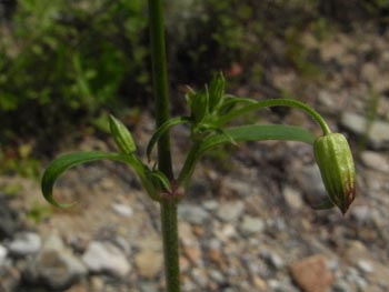 08_0819_tubomi.jpg