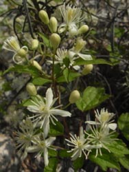 08_0820_botanduru1.jpg