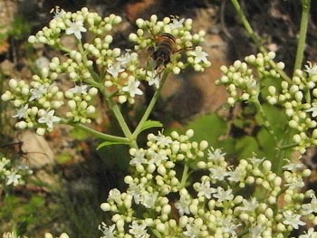 08_0820_hanaabu.jpg