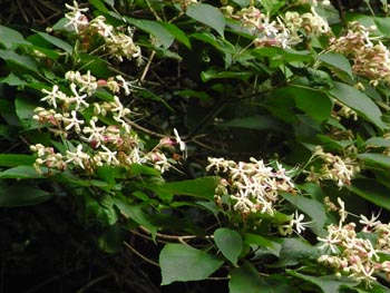 08_0821_kusagi.jpg