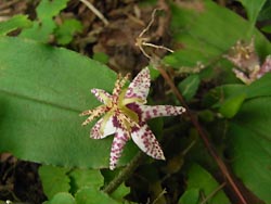 08_0825_yamajino_h.jpg