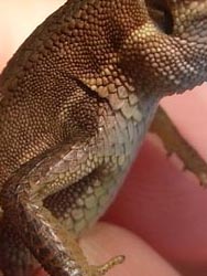 08_0826_kanahebi2.jpg