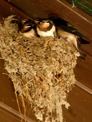 08_0826_tubame1.jpg