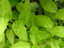 08_0828_yamajino_h.jpg