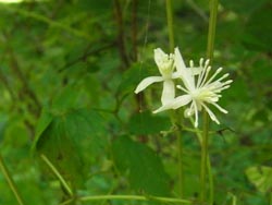 08_0830_botanduru1.jpg