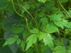08_0830_botanduru2.jpg