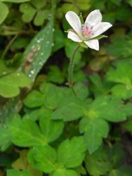 08_0901_gen_shoko1.jpg