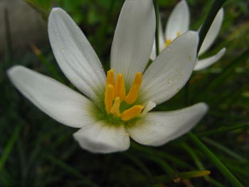 08_0901_tamasudare2.jpg