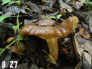 08_0903_kinoko2.jpg