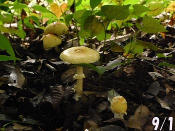 08_0903_kinoko5.jpg